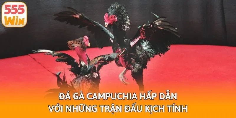 Đá Gà Campuchia Hấp Dẫn Với Những Trận Đấu Kịch Tính