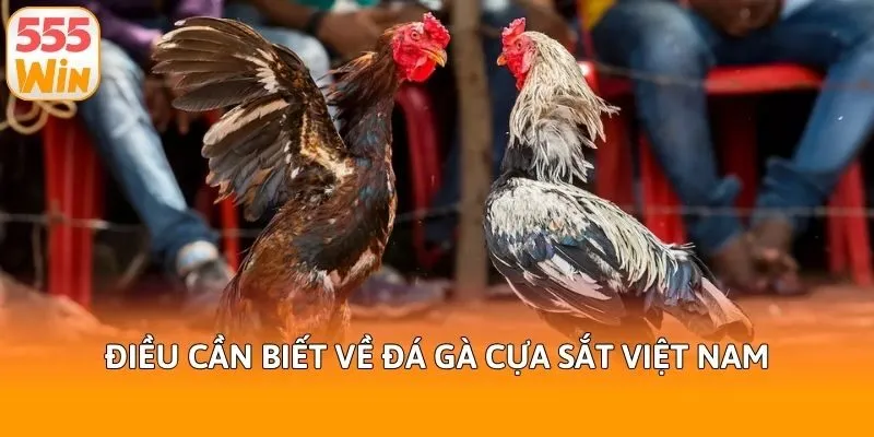 Điều cần biết về đá gà cựa sắt Việt Nam
