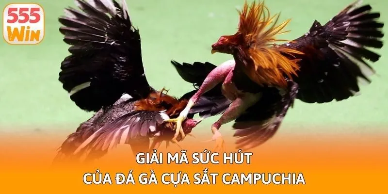 Giải mã sức hút của đá gà cựa sắt Campuchia