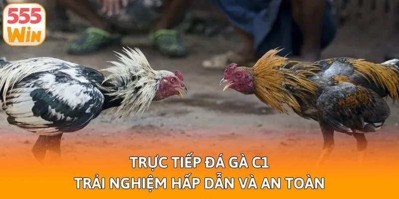 Trực Tiếp Đá Gà C1 - Trải Nghiệm Hấp Dẫn Và An Toàn