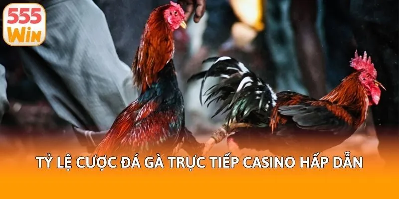 Tỷ lệ cược đá gà trực tiếp casino hấp dẫn