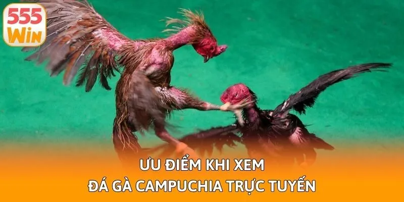 Ưu điểm khi xem đá gà Campuchia trực tuyến